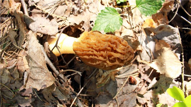 Путешествие Софи в Старицу. Lati HoneyBee New Mystic Sophie