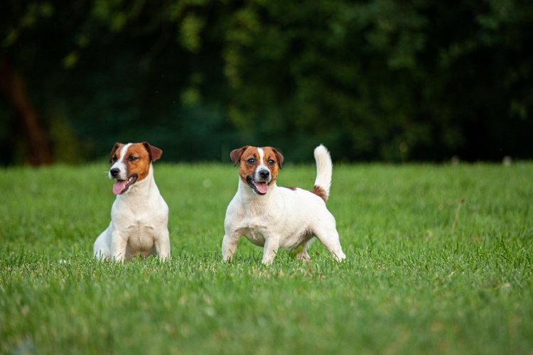 В гостях у STEPHA dolls! Biggers, Миниамигес, Вестида де Азул