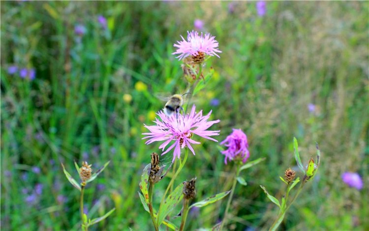 Эдельвейс на пленэре — Антикварные куклы ABG (Alt