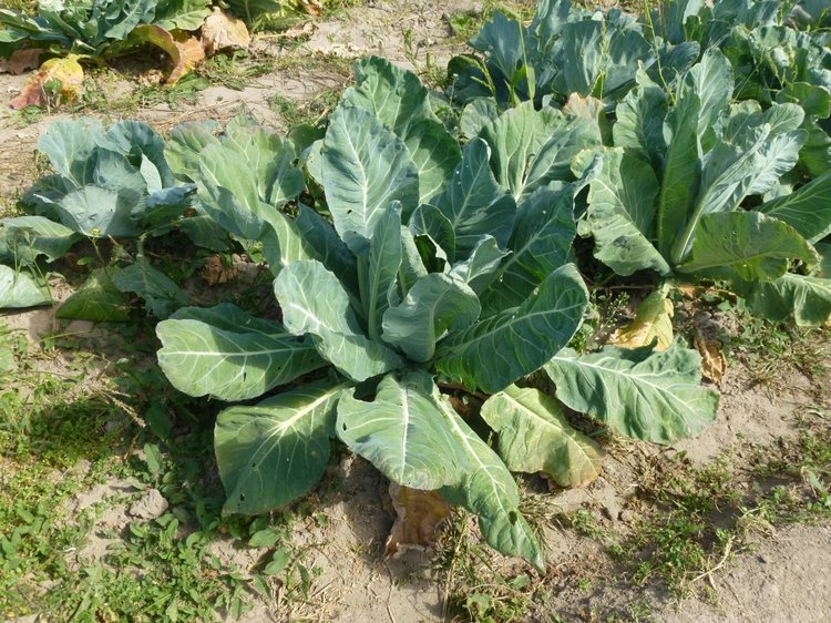 Отдых в деревне с Джой — Туризм и путешествия: фотоотчеты из поездок