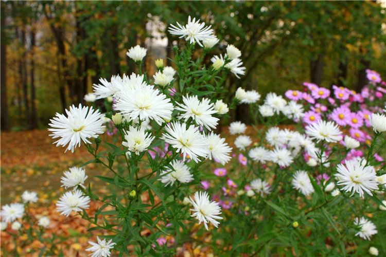 Золотая Осень в Берново с Имани. Mini Imani от Kaye Wiggs