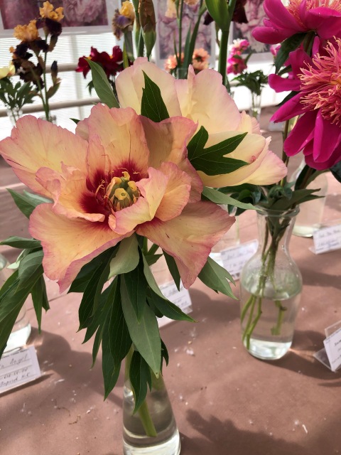 Тони Старк: приключения без брони. И снова Аптекарский огород | Бэйбики Тони Старк: приключения без брони. И снова Аптекарский огород