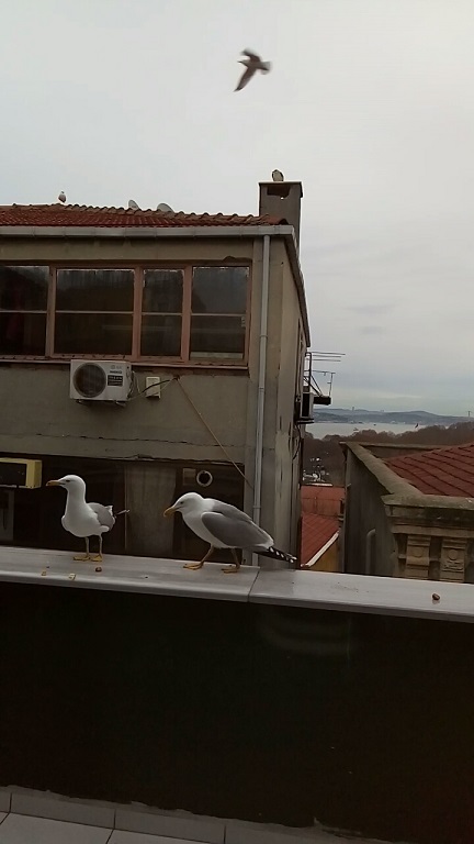 Путешествие в Стамбул — Туризм и путешествия: фотоотчеты из поездок