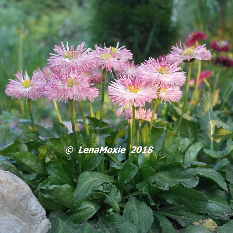 Мои куклы Journey Girls. Сатоми (Келли) 2012