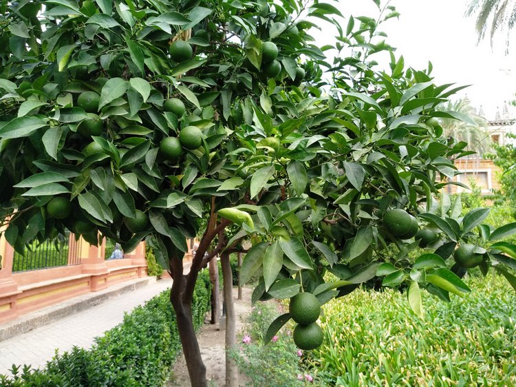 Тайна моего имени. Часть восьмая. Испания, Севилья. Колумб повсюду