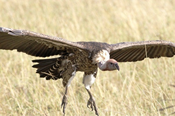 1 апреля — Международный день птиц