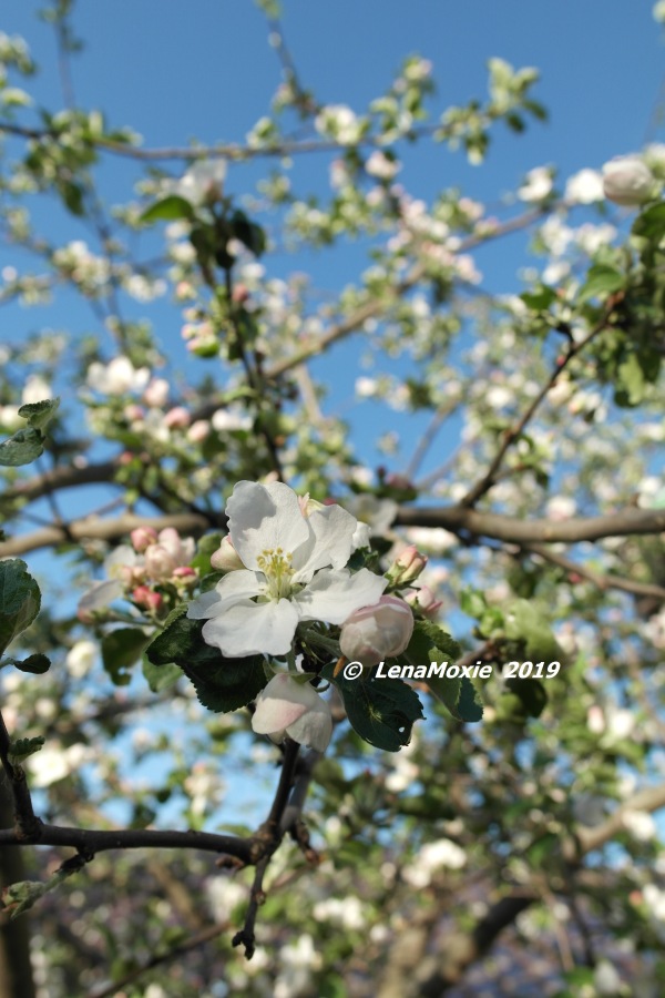 Яблоневые лепестки — Куклы Zwergnase (Цвергназе/Цверги): фото
