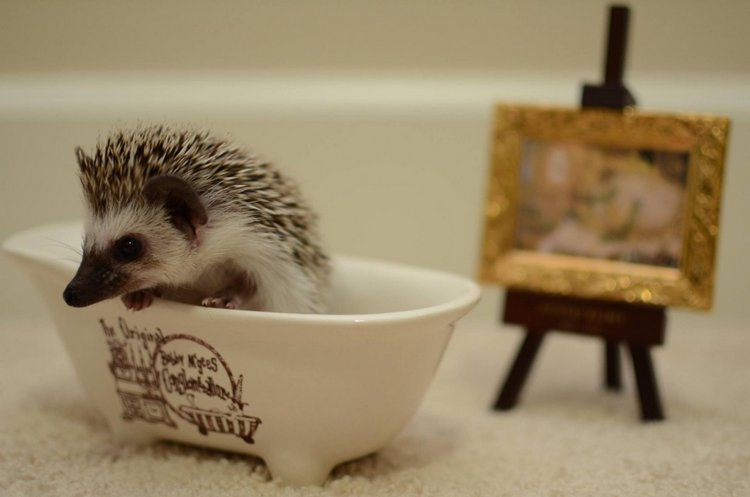 Любительские фотографии Ежей (выпуск 1) | Бэйбики Любительские фотографии Ежей (выпуск 1) (фото 4)