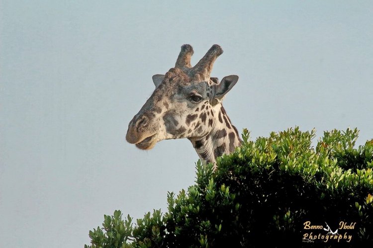 Любителям природы - профессиональные фотографии (выпуск 4)