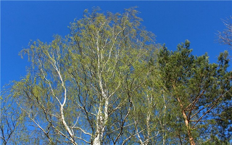 Прогулка Софи. Lati HoneyBee New Mystic Sophie | Бэйбики Прогулка Софи. Lati HoneyBee New Mystic Sophie (фото 5)