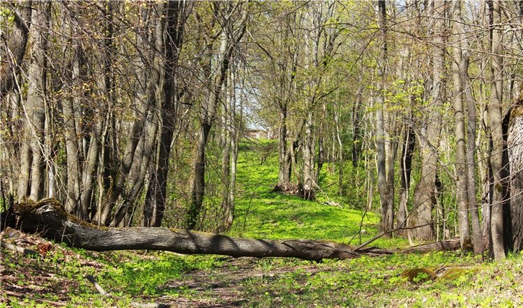 Путешествие Софи в Старицу, продолжение. Lati HoneyBee New Mystic Sophie