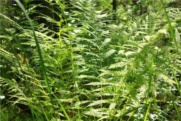 Путешествие Эли на красивый берег реки Волги