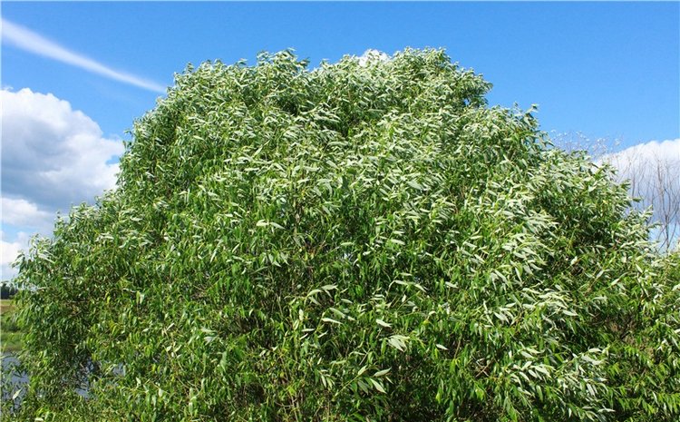 Путешествие Эли на красивый берег реки Волги