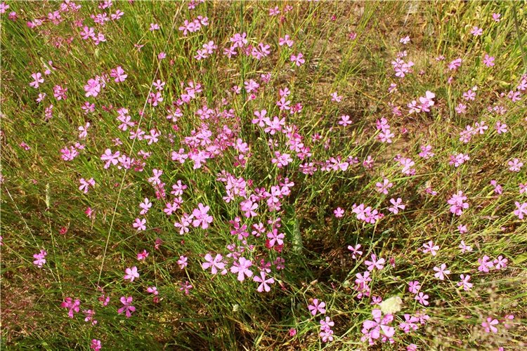 Путешествие Катрин. Katrin, Stoffpuppe Doll, Kathe Kruse