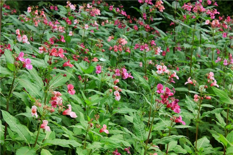 Июльское путешествие в Старицу, продолжение