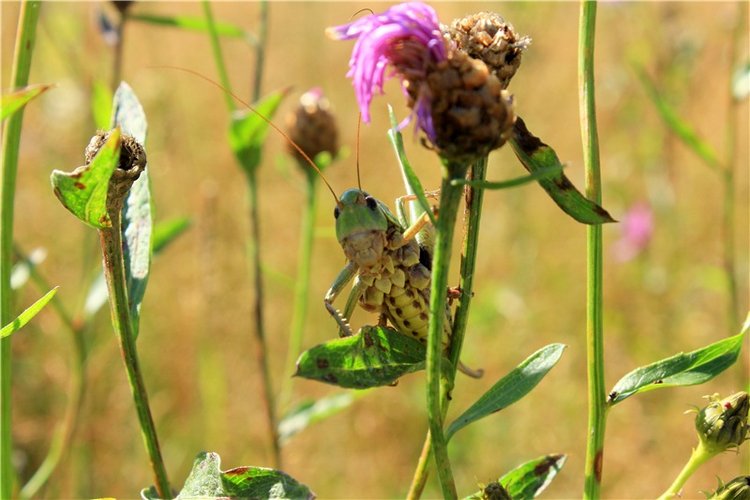 Эдельвейс на пленэре — Антикварные куклы ABG (Alt