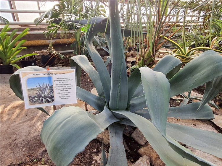 Выставка тюльпанов в Твери, продолжение