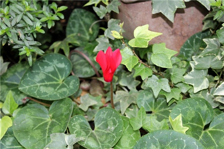 Тверской Ботанический Сад, продолжение | Бэйбики Тверской Ботанический Сад, продолжение