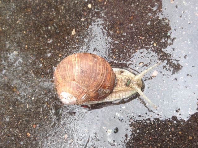 Как мы фотографировали улитку с Mui-chan