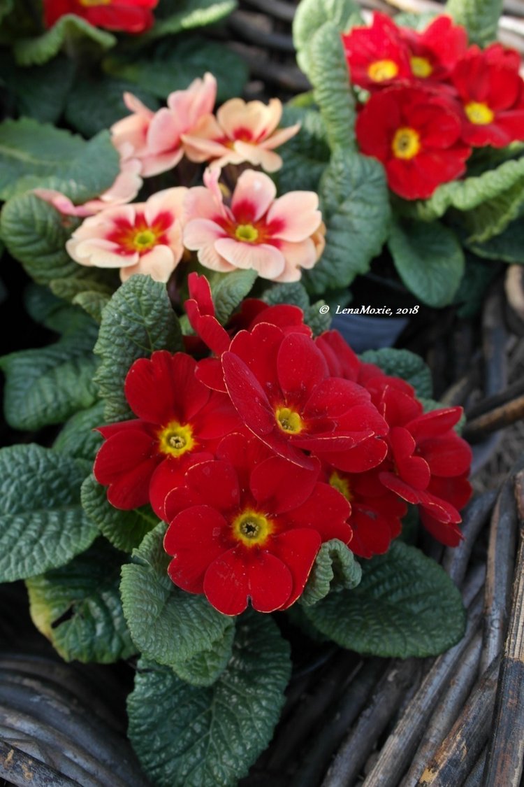 Тарас в апрельском саду — Куклы Kidz'n'Cats (Соня Хартман): шарнирные 46 см