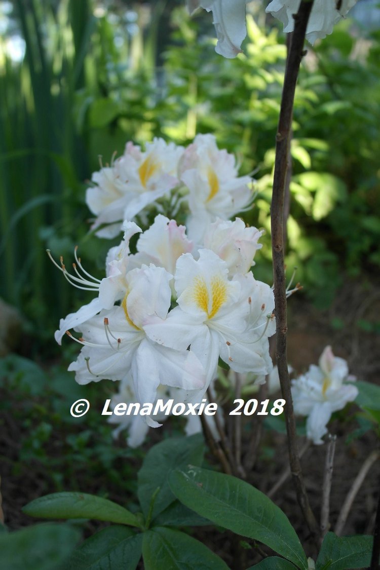 Мои куклы Journey Girls. Сатоми (Келли) 2012