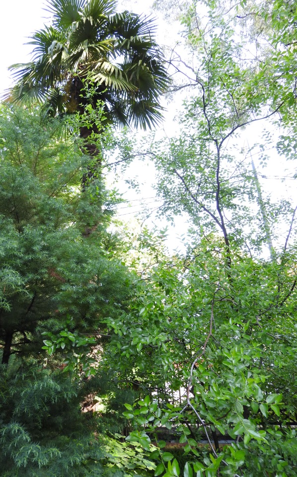 Краснодарский Край, Сочи-Адлер, Санаторий «Южное Взморье»