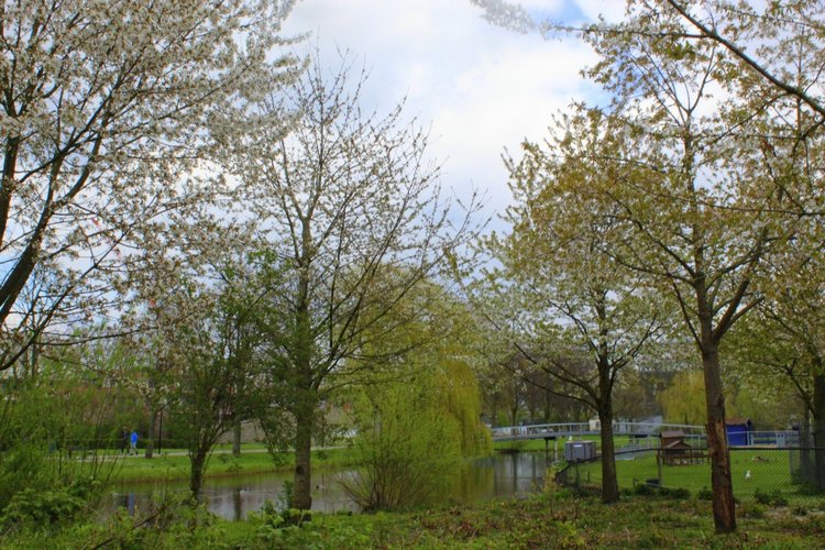 Цветущая Сакура. Прогулка по парку с Алисой. Весенние зарисовки