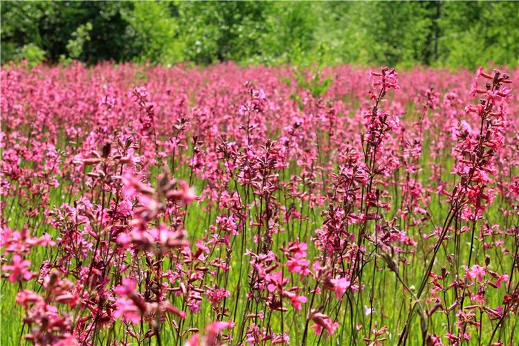 Малиновый Июнь, продолжение. BJD Gigi от Meadow Dolls (фото 8)