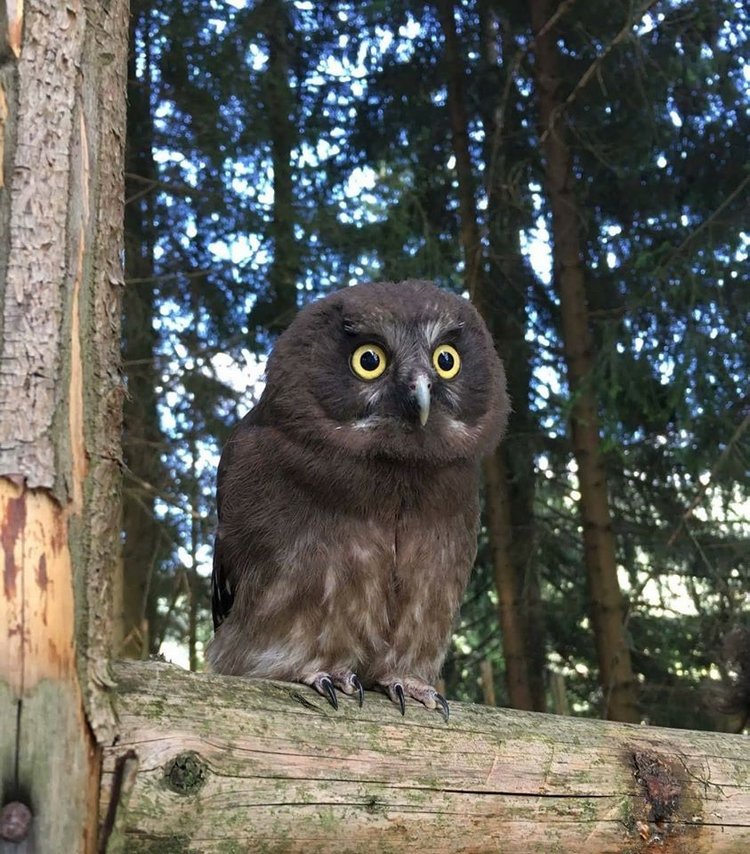 Любительские и профессиональные фотографии Сов (выпуск 2)