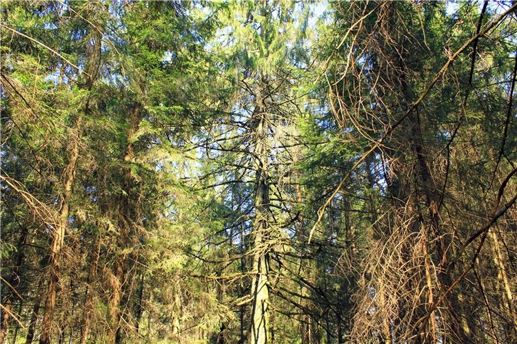 Савватьева Пустынь, Тверская область