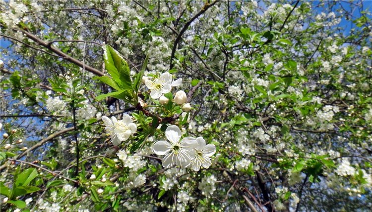 Просто Весна — Красивая природа и цветы: фото пейзажей