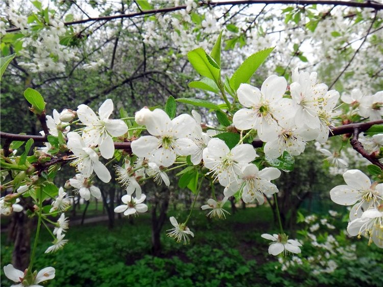 Просто Весна — Красивая природа и цветы: фото пейзажей