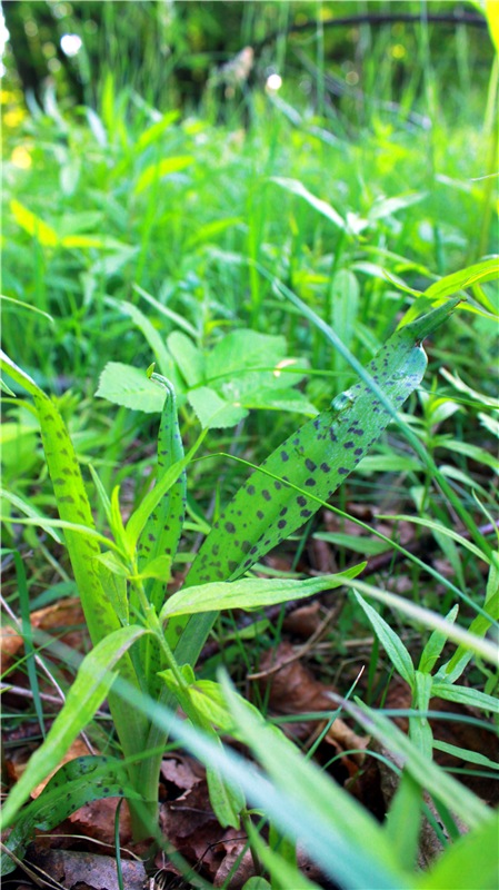 Из Чукавино в Старицу — Культура