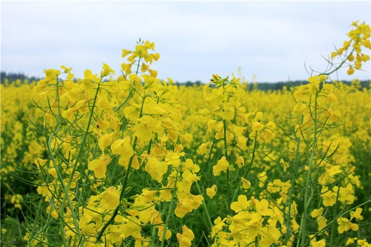 Солнечное поле. Twinkles Ella Chocolate (фото 4)