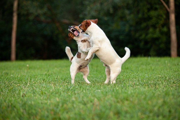 В гостях у STEPHA dolls! Biggers, Миниамигес, Вестида де Азул