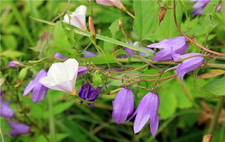 Июльское путешествие в Старицу