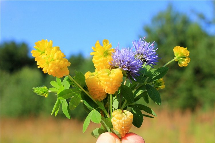 Эдельвейс на пленэре — Антикварные куклы ABG (Alt