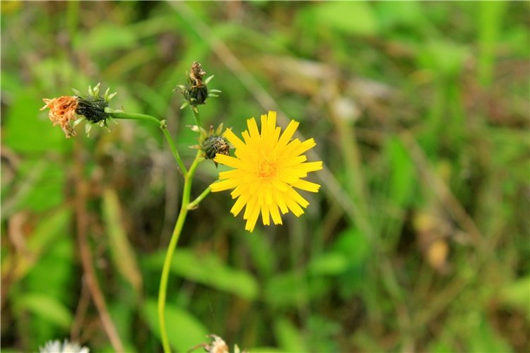 "Бабье Лето" на Водопаде, продолжение