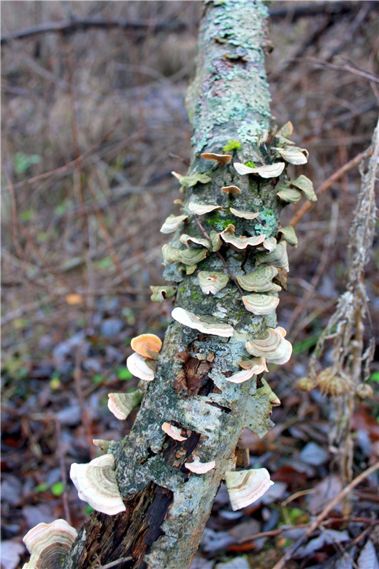 Братья Зайкины на Водопаде
