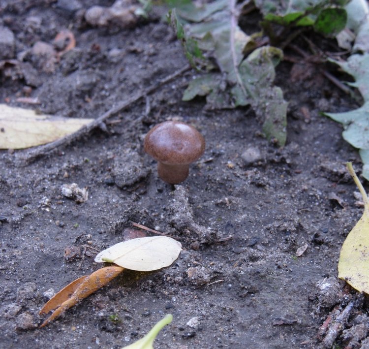 Полная корзинка — Куклы Takara Tomy (Такара): Licca (Ликка) (фото 5)