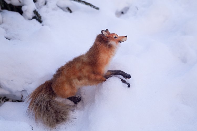 Прогулка с лисой по снегу (фото 5)