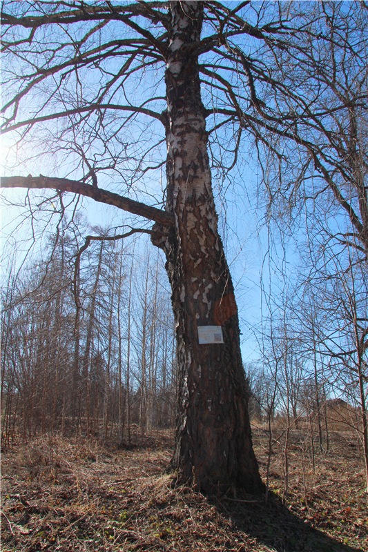 Апрельский день в Василёво, заключительная часть