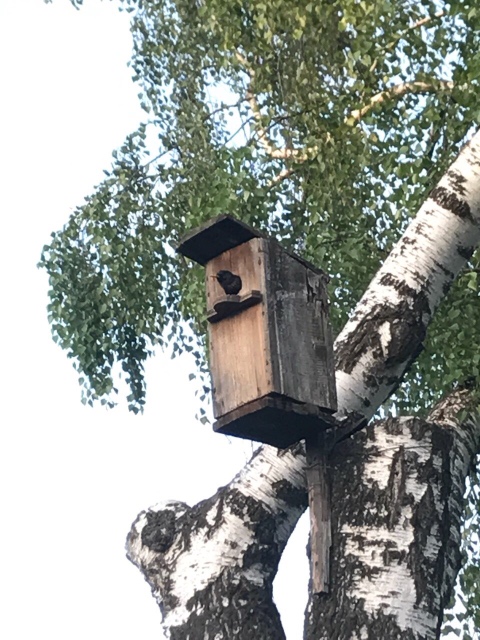 Поездка на дачу с Mui-chan, Migliorati и Sonny angel (фото 4)