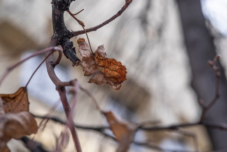 Весенняя прогулка | Бэйбики Весенняя прогулка — Куклы Fairyland (ФэйриЛэнд): BJD (БЖД) (фото 6)