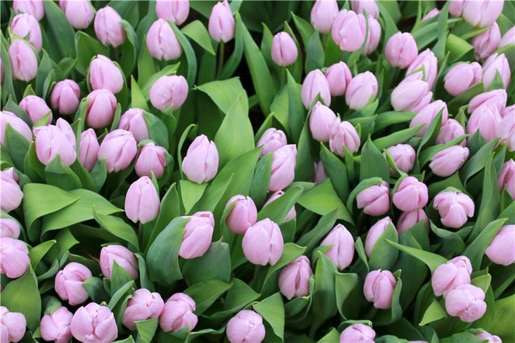 Тюльпановый Рай, продолжение. Выставка тюльпанов в Твери. Mini Layla elf Sunkissed skin от Kaye Wiggs