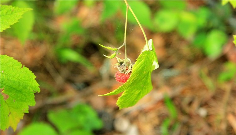 Девочка и Ёжик. Minifee Miyu FairlyLand | Бэйбики Девочка и Ёжик. Minifee Miyu FairlyLand