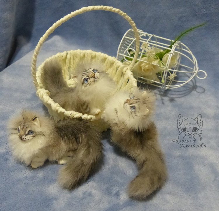 Котята Невские маскарадные, окрас Тэбби пойнт (фото 2)