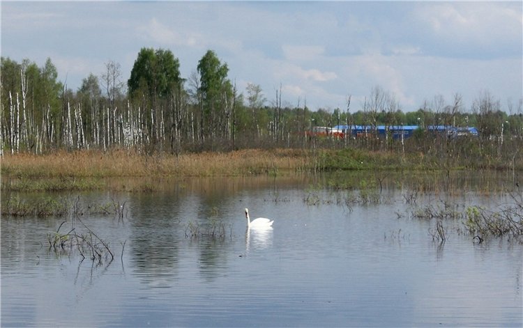 "Лебединое озеро" в Твери