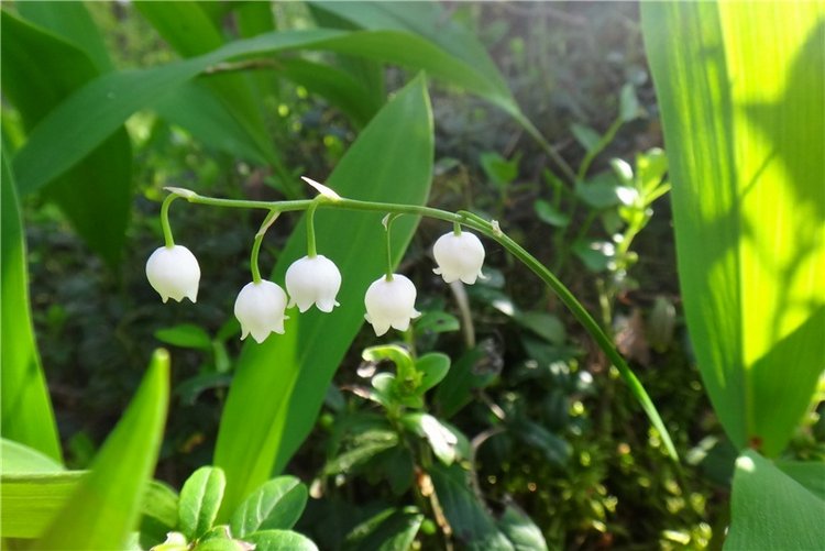 Ландышевая Сказка — Куклы Heidi Plusczok (Хайди/Хейди Плюсчок) — фото
