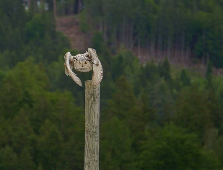 Любительские и профессиональные фотографии Сов (выпуск 2)